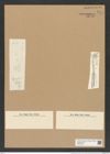 Syringidium wittii Grun. (de-Toni-Nr.: Genus 152, Species 4204) Zeichnungen Sammlung Grunow Nr. 7774 (NHMW-BOT-W0377004)